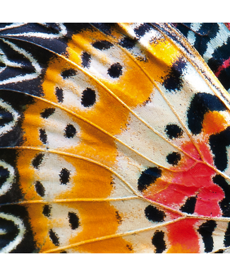 Cadre PAPILLON AILES G2084 PINTDECOR