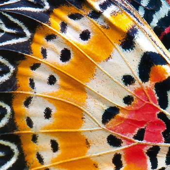 Cadre PAPILLON AILES G2084 PINTDECOR