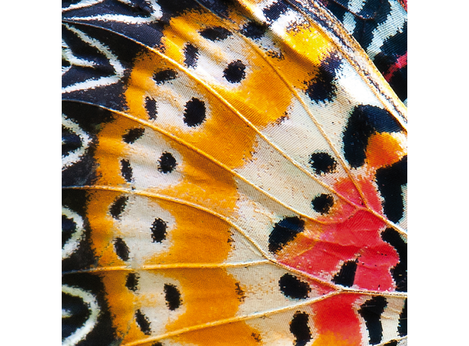 Cadre PAPILLON AILES G2084 PINTDECOR