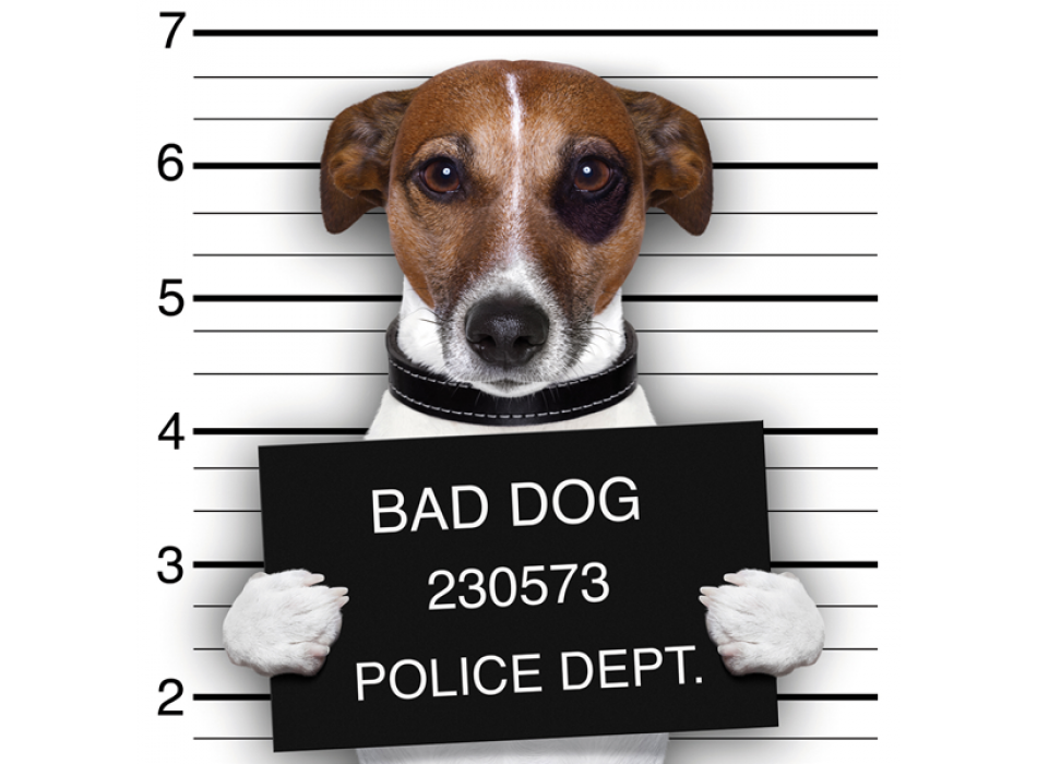 Cadre BAD DOG G2054 PINTDECOR