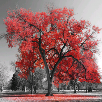 Cadre GRAND ARBRE ROUGE G4126 PINTDECOR