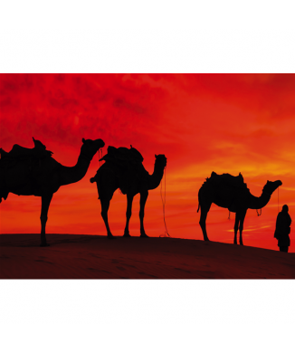 Cadre CAMELS IN THE DESERT G2030 PINTDECOR