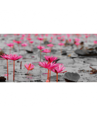Cadre WATER LILY FIELD G2260 PINTDECOR