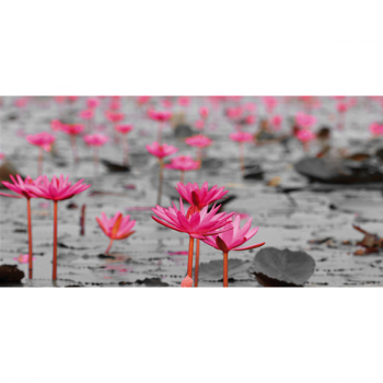 Cadre WATER LILY FIELD G2260 PINTDECOR