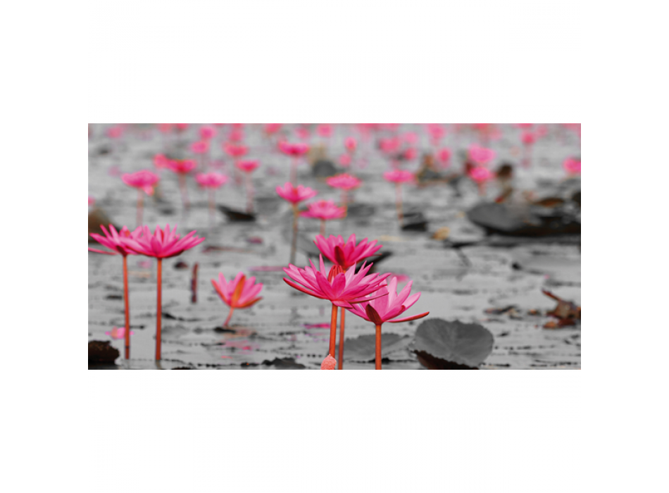 Cadre WATER LILY FIELD G2260 PINTDECOR