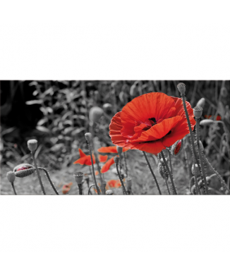Cadre CHAMP DE COQUELICOT G2516 PINTDECOR