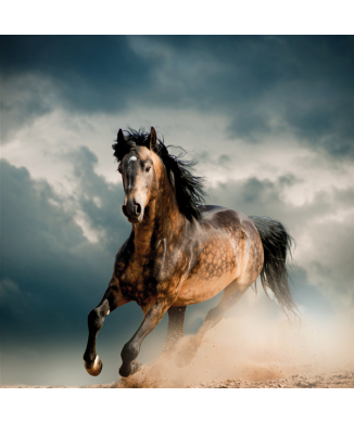 Cadre HORSE G1562 PINTDECOR