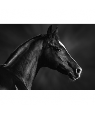 Cadre HORSE BLACK MUZZLE G1998 PINTDECOR