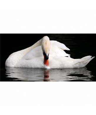 Cadre SWAN G5922 PINTDECOR