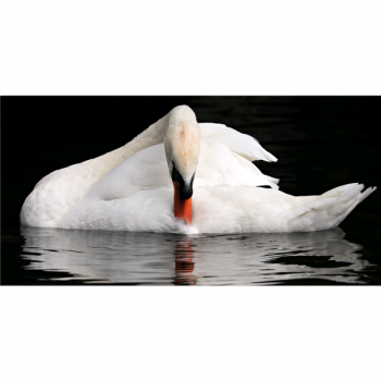 Cadre SWAN G5922 PINTDECOR