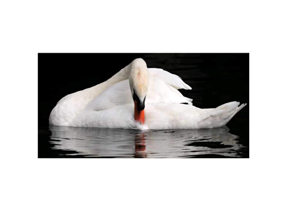 Cadre SWAN G5922 PINTDECOR