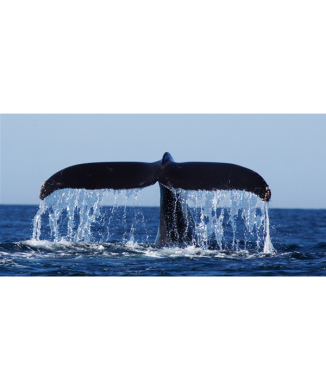 Cadre WHALE TAIL G2040 PINTDECOR