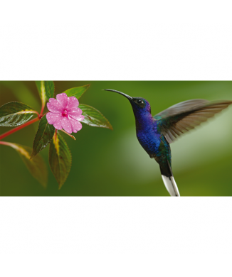 Cadre COLIBRI G2074 PINTDECOR