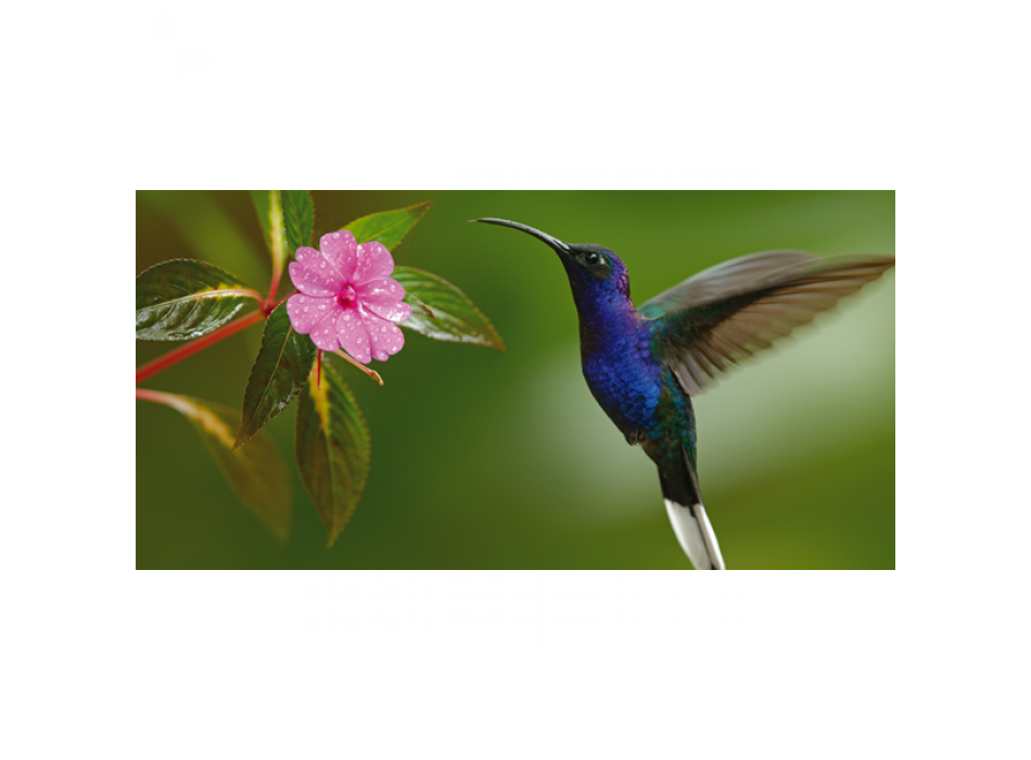 Cadre COLIBRI G2074 PINTDECOR