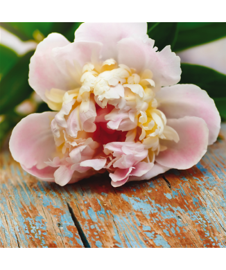 Cadre FLEUR SUR LA TABLE G1072 PINTDECOR