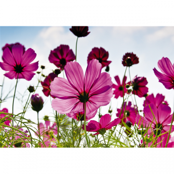 Cadre FIELD FLOWERS G1904 PINTDECOR