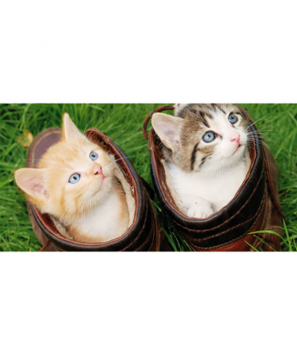 Tableau CHATONS DANS LES CHAUSSURES G1586 PINTDECOR