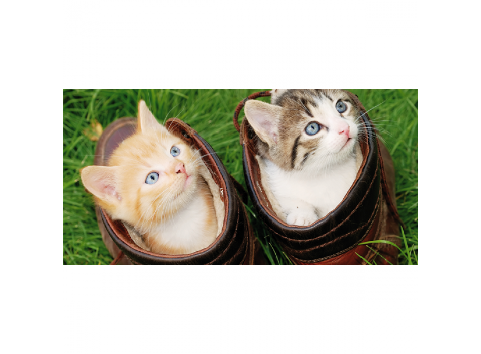 Tableau CHATONS DANS LES CHAUSSURES G1586 PINTDECOR