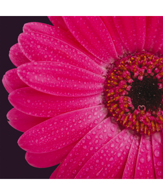 Cadre GERBERA G1110 PINTDECOR