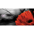 Cadre GERBERA ROSSA G2512 PINTDECOR
