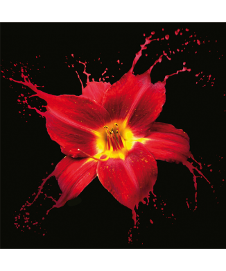 Cadre RED LILY G2566 PINTDECOR