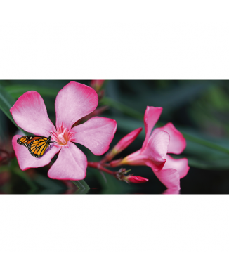 Cadre LE PAPILLON SUR LA FLEUR G1912 PINTDECOR