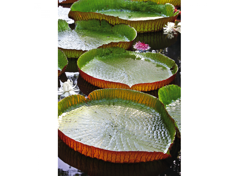 Cadre THE WATER LILS G1960 PINTDECOR