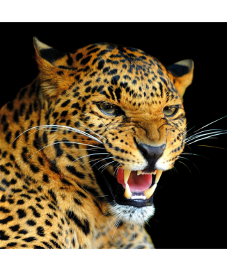 Cadre LEOPARD G1522 PINTDECOR