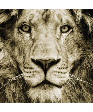 Cadre LION G3286 PINTDECOR