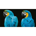 Cadre LOROS G3254 PINTDECOR