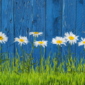 Cadre DAISIES IN THE MEADOW G1936 PINTDECOR