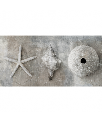 Cadre MOLLUSQUES G2884 PINTDECOR