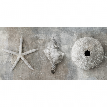 Cadre MOLLUSQUES G2884 PINTDECOR