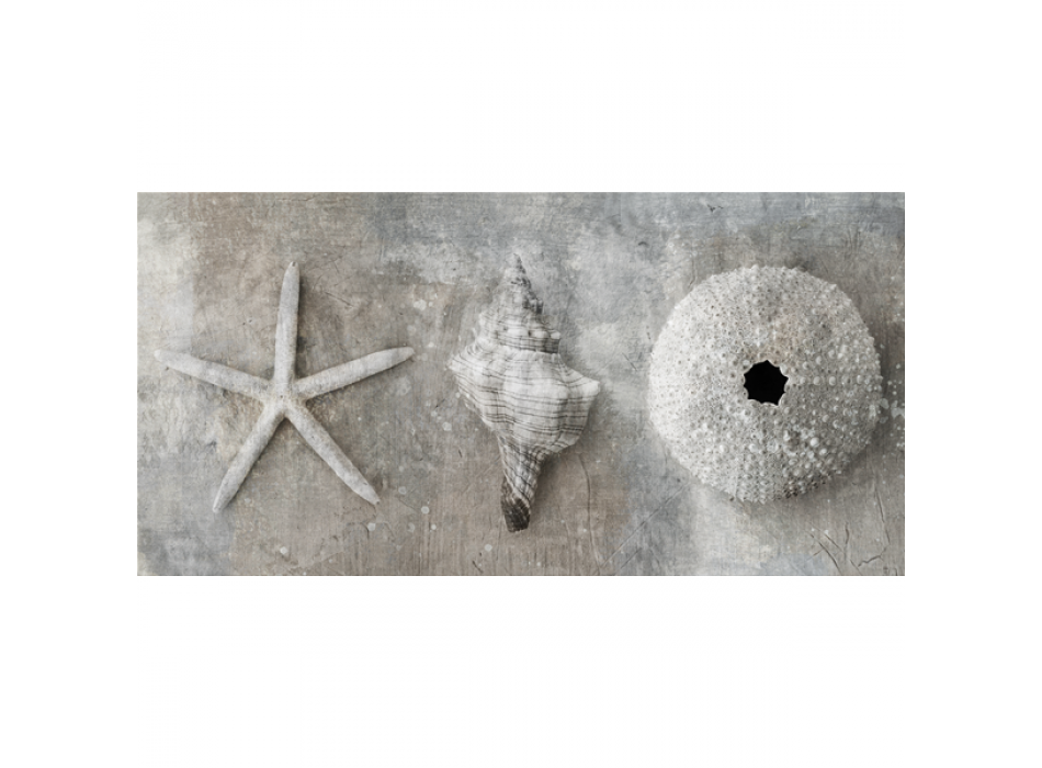 Cadre MOLLUSQUES G2884 PINTDECOR