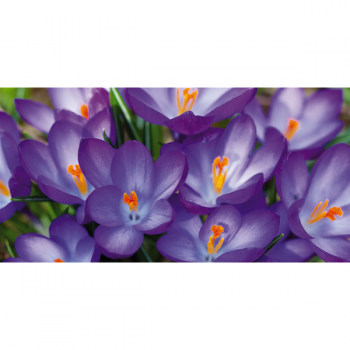 Cadre MUGUET ROSE G1896 PINTDECOR