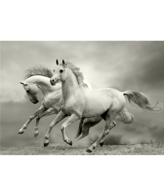 Cadre MUSTANG G3302 PINTDECOR