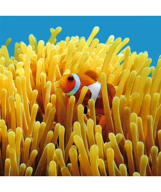 Cadre NEMO G1546 PINTDECOR