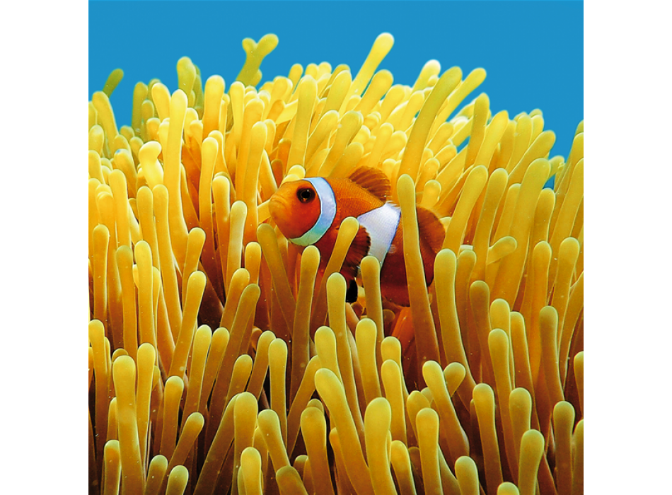 Cadre NEMO G1546 PINTDECOR