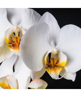 Cadre ORCHID G1956 PINTDECOR