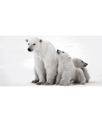 Cadre OURS BLANC G2014 PINTDECOR
