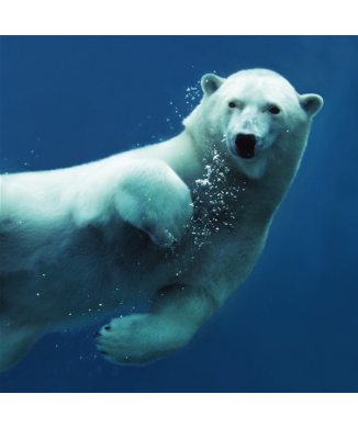 Cadre BEAR G1554 PINTDECOR