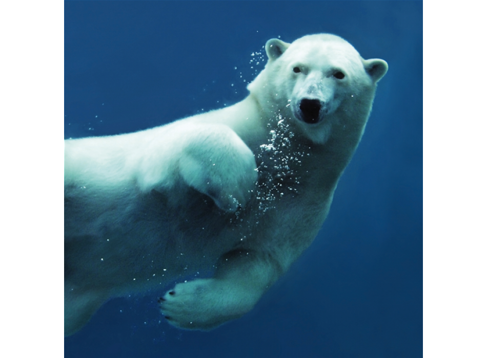 Cadre BEAR G1554 PINTDECOR