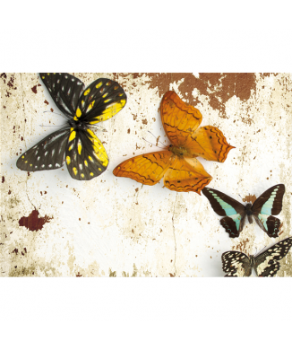 Cadre PAPILLONS G3352 PINTDECOR