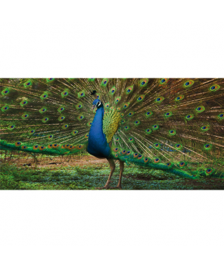 Cadre PEACOCK G3258 PINTDECOR