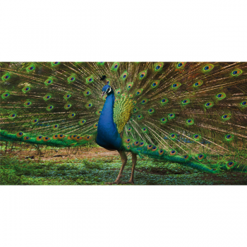 Cadre PEACOCK G3258 PINTDECOR