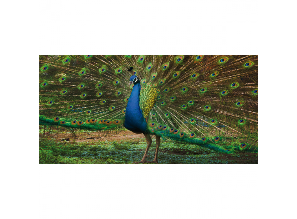 Cadre PEACOCK G3258 PINTDECOR