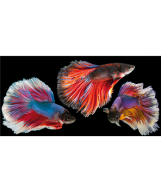 Cadre GOLD FISH G5960 PINTDECOR