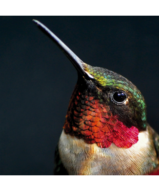 Cadre PETTIROSSO G2070 PINTDECOR