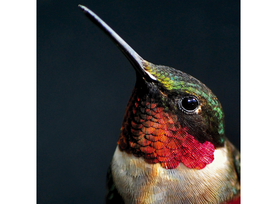 Cadre PETTIROSSO G2070 PINTDECOR