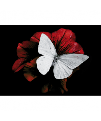 Cadre PIERIS BRASSICAE G3348 PINTDECOR